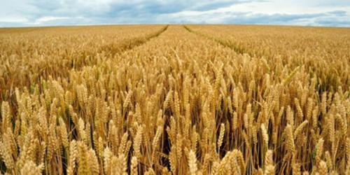 Пшениця м’яка «Котлярівна».