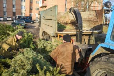Розумний підхід до утилізації новорічних ялинок розв’язує одразу декілька проблем.