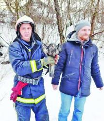 Птаха з родини яструбових рятувальники передали волонтеру,  який запевнив: шанси на те, що він його виходить, є.